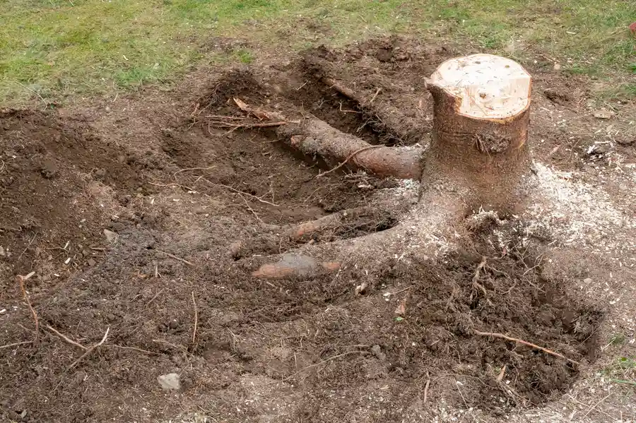Roots Removal