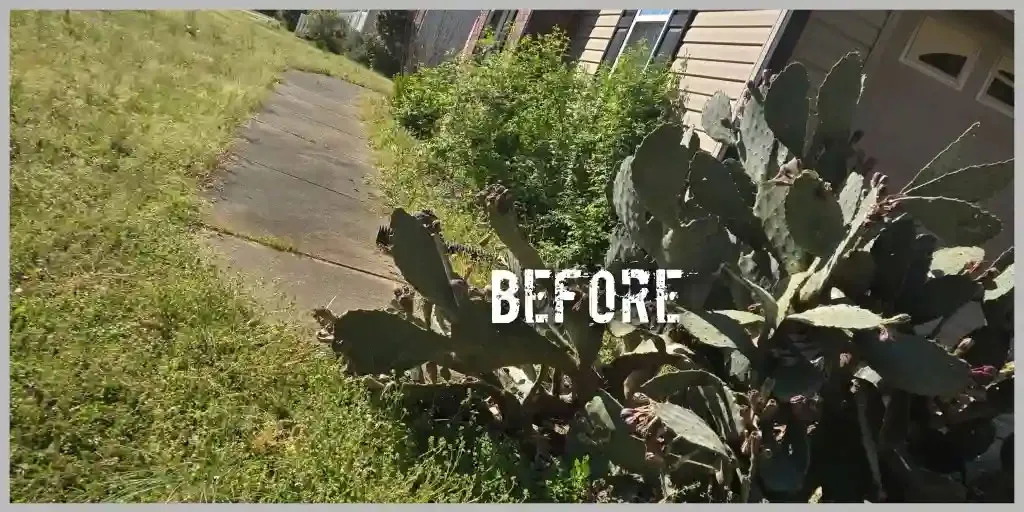Yard Cleanup